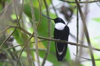 Collared Inca - Coeligena torquata