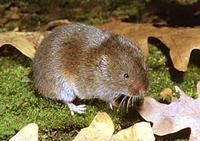 Meadow Vole