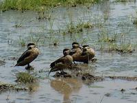 Hottentot Teal (Hottentotkricka) - Anas hottentota