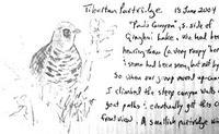 sketch of Tibetan Partridge (and portion of details)