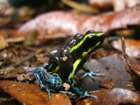 Hyloxalus azureiventris formerly known as Cryptophyllobates azureiventris