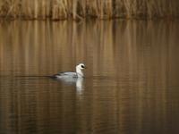 Smew (Mergellus albellus)