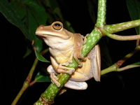 : Bokermannohyla circumdata; Espirito Santo Treefrog