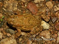 : Bufo maculatus; Flat-backed Toad