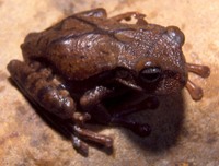 : Gastrotheca ovifera