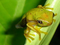 : Hylomantis lemur; The Lemur Leaf Frog
