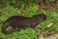 : Hynobius lichenatus