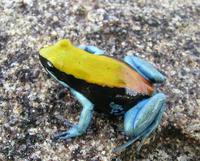 : Mantella expectata; Blue-legged Mantella