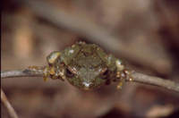 : Philautus femoralis; Round-snout Pygmy Frog
