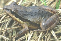 : Physalaemus sp.