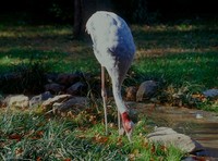 : Grus antigone; Sarus Crane