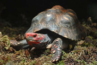 : Chelonoidis carbonaria; Red-footed Tortoise