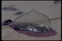 : Velella velella