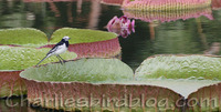 White Wagtail Motacilla alba alboides