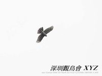 Accipiter virgatus Besra Sparrow Hawk 松雀鷹 052-086