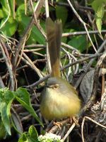 prinia żółtobrzucha Prinia flaviventris