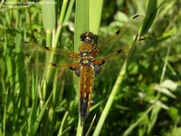 Fireplettet Libel (Libellula quadrimaculata) Foto/billede af