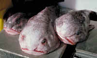 Blob sculpin Psychrolutes phrictus