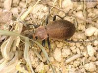 Carabus sylvestris