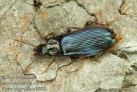 Pytho depressus