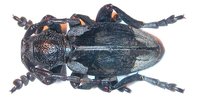 Dorcadion dimidiatum