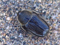 Paleira femorata