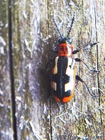 Crioceris asparagi - Asparagus Beetle