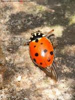 Hippodamia variegata