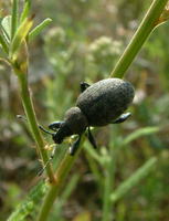 Otiorhynchus ligustici