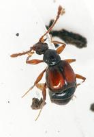 Brachygluta perforata