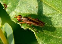 Euthycera fumigata