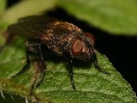 Pollenia rudis - Cluster Fly