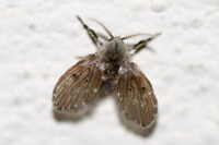 Clogmia albipunctata