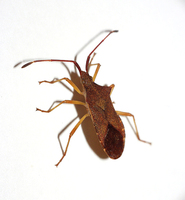 Gonocerus acuteangulatus