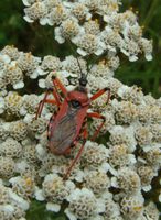 Rhynocoris iracundus