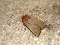 Conistra ligula - Dark Chestnut