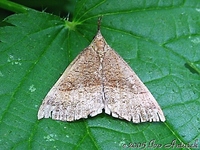 Hypena proboscidalis - The Snout