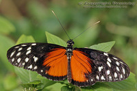 Heliconius hecale zuleika