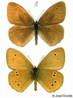 Aphantopus hyperantus - Ringlet