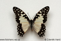 Graphium angolanus