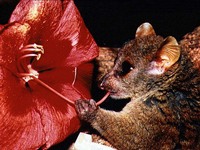 photograph of a young mouse lemur