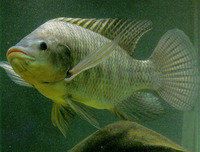 ...ide, Nil-mundruger, Nilotica, Cichlid, Mango fish, Baringo tilapia, Edward tilapia, Mozambique t...