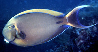 Acanthurus bariene, Black-spot surgeonfish: fisheries, aquarium