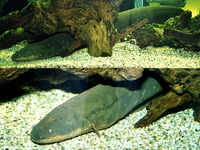 Electrophorus electricus, Electric eel: fisheries, aquarium