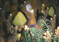 Dascyllus reticulatus, Reticulate dascyllus: fisheries, aquarium
