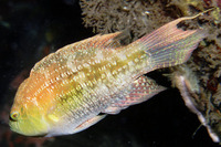 Oxycheilinus bimaculatus, Two-spot wrasse: fisheries, aquarium