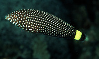 Anampses melanurus, White-spotted wrasse: aquarium