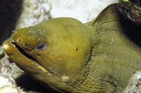 Gymnothorax funebris, Green moray: fisheries, aquarium