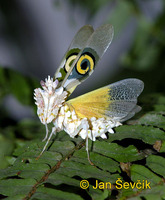 Pseudocreobotra wahlbergii
