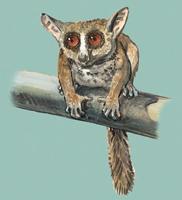 Image of: Galago zanzibaricus (Zanzibar bushbaby)